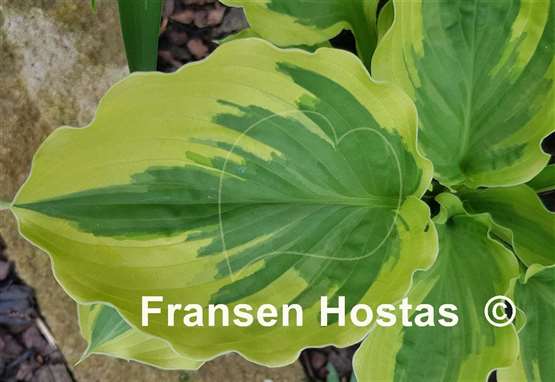 Hosta Paisley Border